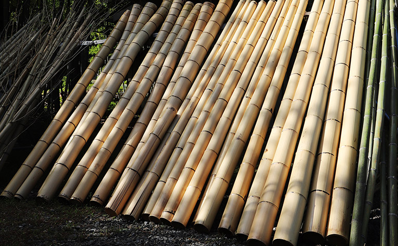 BAMBOO
