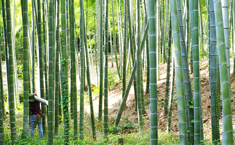 BAMBOO